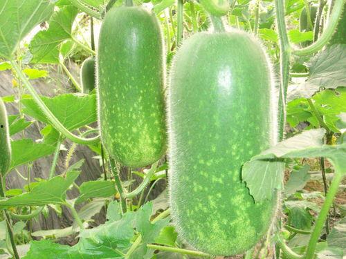 吃瓜网s6.11,S6.11背后的惊人真相