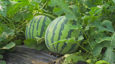 天水秦安网红的吃瓜视频