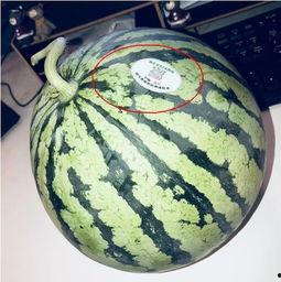 如何获取网红吃瓜,如何轻松获取热门资讯