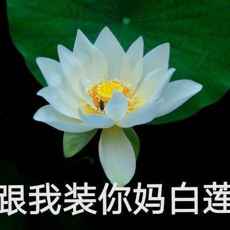 网红吃瓜头像微信背景图