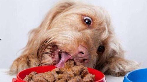 网红狗子吃瓜视频,萌态十足引网友热议