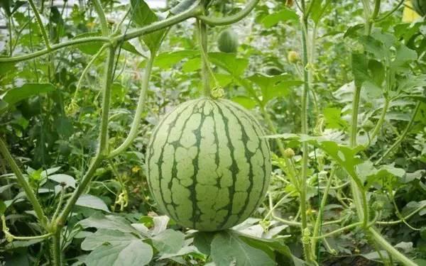 重庆网红最近吃瓜事件,揭秘网络舆论的风云变幻