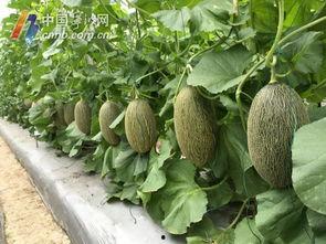 宁波吃瓜网,揭秘宁波美食圈那些事儿