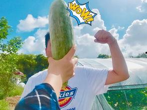 吃瓜的搞笑网红有哪些