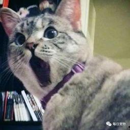 大喵咪网红吃瓜视频,揭秘娱乐圈幕后真相