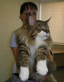 大喵咪网红吃瓜视频,揭秘娱乐圈幕后真相