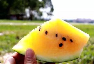 网暴吃瓜2024,2024年度网暴吃瓜现象深度解析