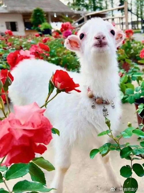 吃瓜网小羊,揭秘娱乐圈幕后故事,带你领略明星真实生活