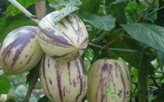 吃茄瓜的网红叫什么,网红“吃茄瓜达人”带你领略美食新境界