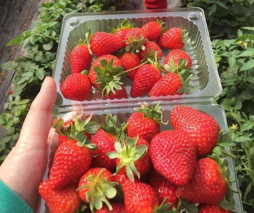 汾阳吃瓜网小草莓怎么用,小草莓在汾阳吃瓜网的应用攻略