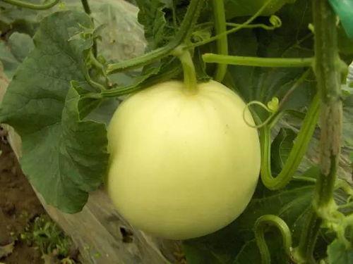 康县网红吃瓜视频爆料曝光