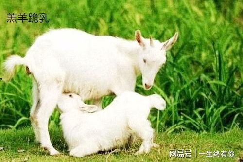 百万网红小羊吃瓜视频,揭秘网络红人幕后生活